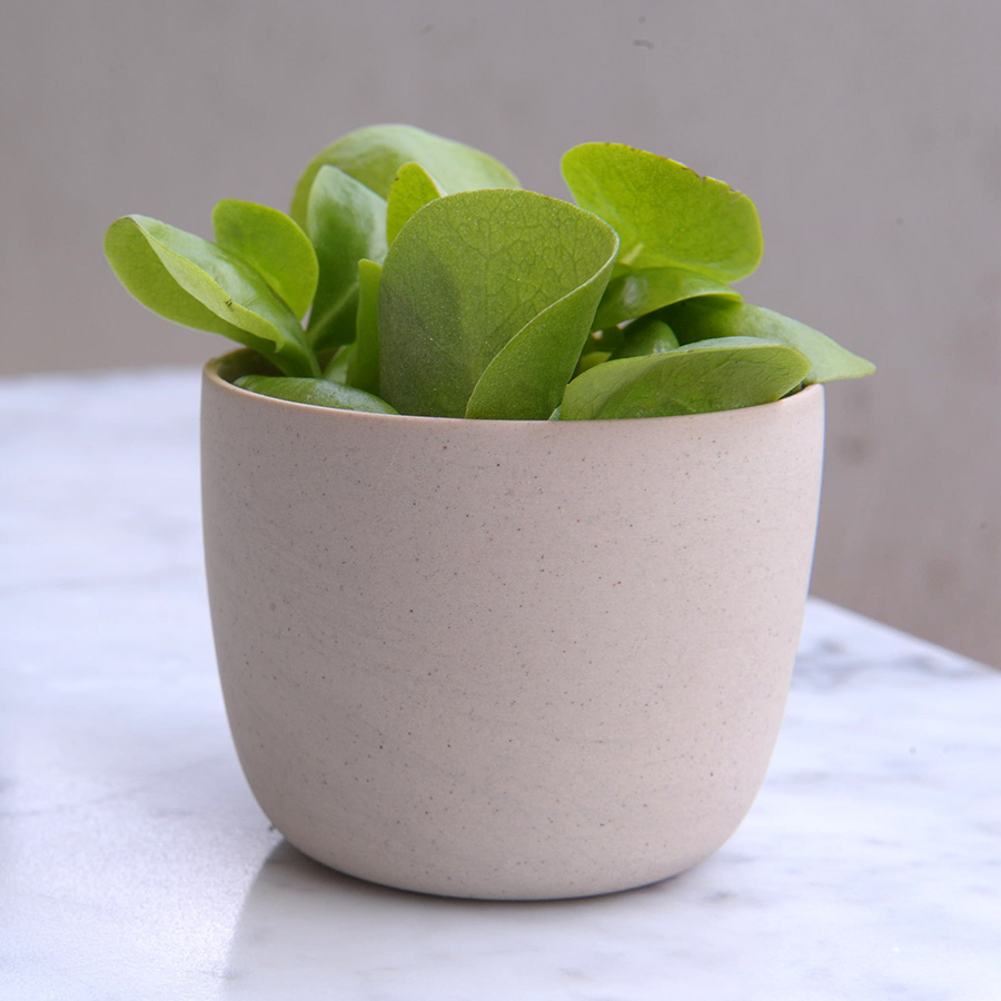 Arita_KirstieVanNoort_CupS_Grey_Clay_2